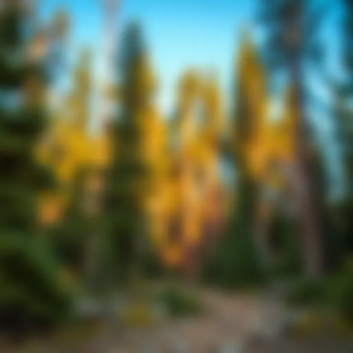 Scenic hiking trail through dense forest in Humboldt-Toiyabe National Forest with towering pine trees